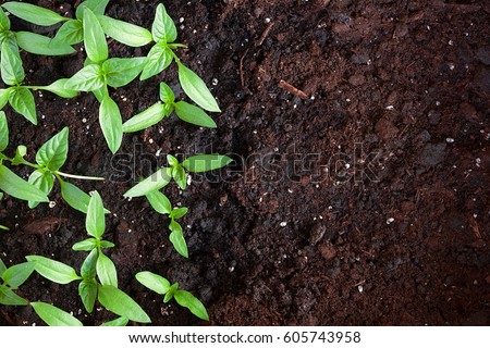 Young green seedlings plants growing in compost trays the view from the top Royalty-Free Stock Photo #605743958