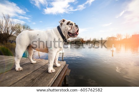 White English Bulldog standing on the dock Royalty-Free Stock Photo #605762582