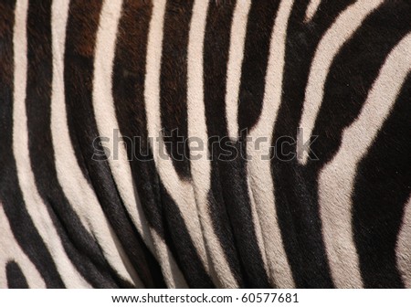 Grevy`s zebra, detail