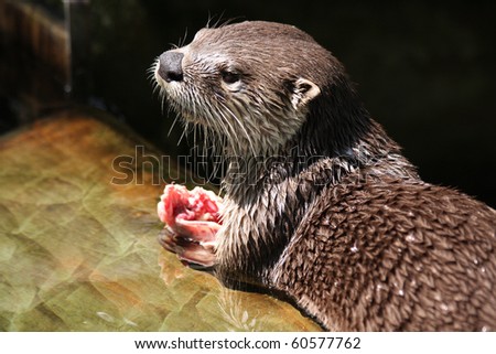 Feeding North American River otter