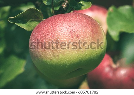 closeup of beautiful green apples with blur background. nature - vintage green look