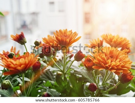 orange flower under sun light (effect light)