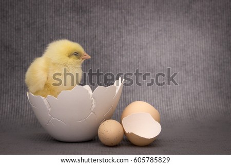 Small chicken sitting in eggshell,dark background, easter.