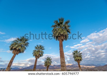 Palm trees against a blue sky in the desert mountains in background