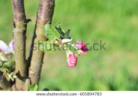 apple-tree trunk with two pink blossoming buds with leaves green background springtime concept