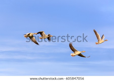 From Sibiria, the gooses fly thousands of kilometers to wintering in East Frisia. This was captured near Hilgenriedersiel.
