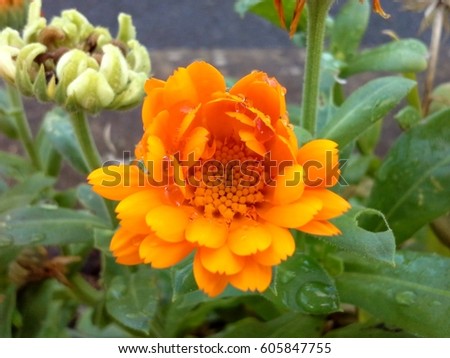 Orange Marigold Flower Opening