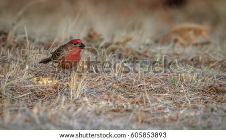 Purple Finch with the beak opened, next to kernels of corn, looking carefully to the right. Grass background. Closeup, detailed picture. This bird also called a sparrow dipped in raspberry juice.