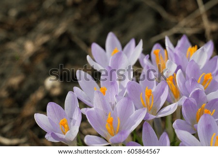 Purple crocus in spring. Blooming crocuses in the clearing. The plant on the saffron. Macro photography flowers on blur background.