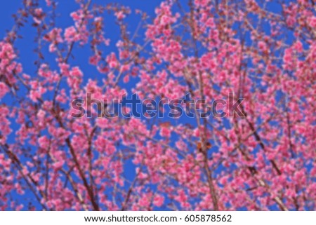 Blur short of Cherry blossom on the mountain