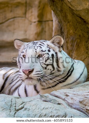 Image of a white tiger on nature background. Wild Animals.