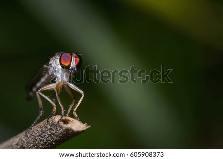 Close up robber fly