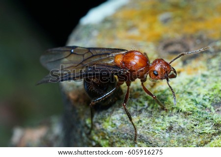 Queen ants are cleaning up on a dead tree. Royalty-Free Stock Photo #605916275