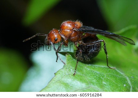 Queen ants are cleaning up on a leaf. Royalty-Free Stock Photo #605916284