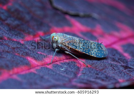 Colorful leaf hopper on a leaf. Royalty-Free Stock Photo #605916293