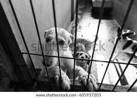 Caged and abandoned dogs, detail of street animals, animal abuse Royalty-Free Stock Photo #605937203