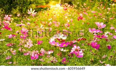 Spring blossom background. beautiful nature scene with blooming trees and sun flare. sunny day. spring flowers. spring time