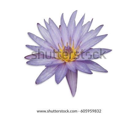Lotus isolated