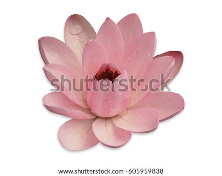 Lotus isolated
