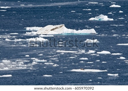 A seal sleeps on a small iceberg in the front of the picture.