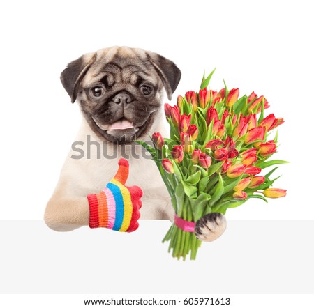 Puppy with a bouquet of tulips above white and blank banner and showing thumbs up. isolated on white background