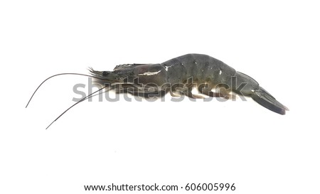 Banana shrimp,Fenneropenaeus merguiensis (Penaeus merguiensis) on  white background