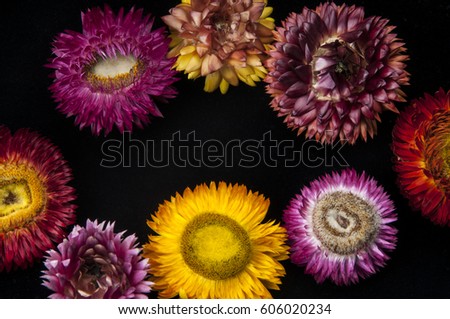 Landscape photo of straw flower on black background with center copy space, Helichrtsum bracteatum, Colorful paper daisy with sharp color and contrast.