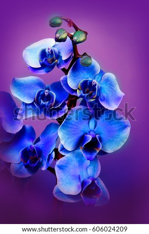 Beautiful flowers in garden, blue orchid Phalaenopsis