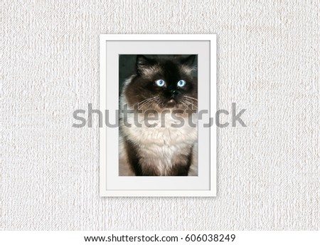 Portrait of beautiful Persian cat with blue eyes, color point breed, in frame on textured wallpaper