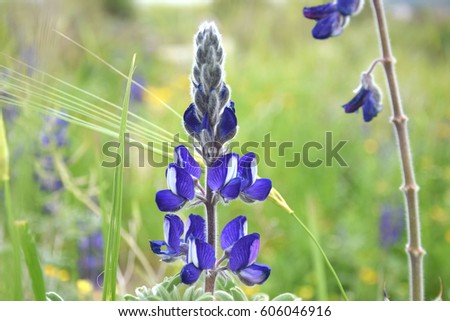 Purple blue Lupines flowers blooming in the field - spring time. Royalty-Free Stock Photo #606046916