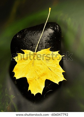 Fallen dry maple leaf on water, leaf stick on stone in mountain stream