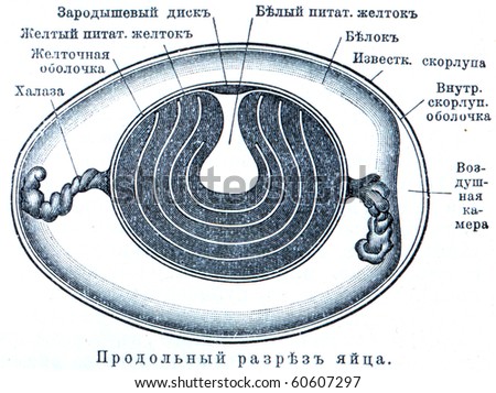 Longitudinal section of egg with description on Russian  - an illustration of the encyclopedia publishers Education, St. Petersburg, Russian Empire, 1896
