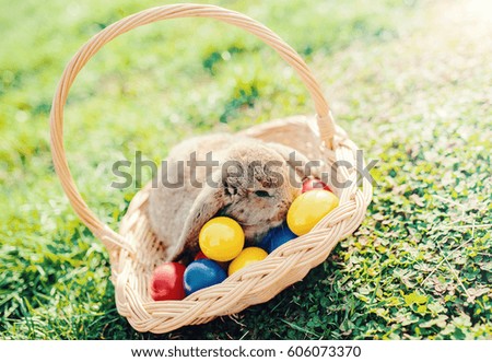 Bunny and colorful easter eggs in the basket on the fresh green grass. Easter concept