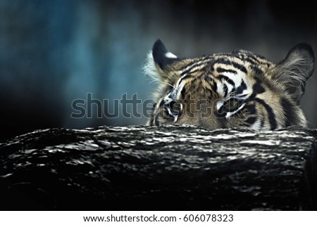 Tiger lie in wait. Feline predator before atack. Sweet wild cat.