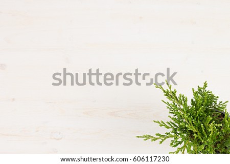 Green conifer plant juniper in pot top view on white wooden board background. Blank copy space.  
