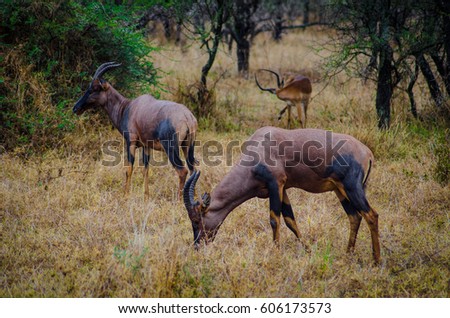 topi in Serengeti