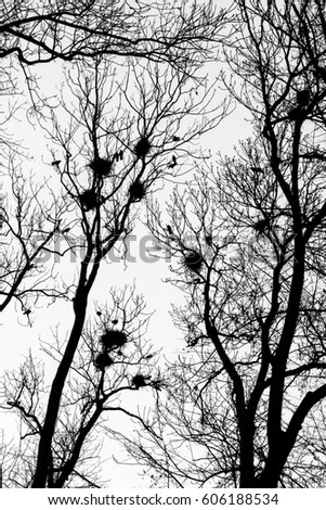 A black and white picture from the city park when the darkness comes. The silhouettes of the trees are only visible with the nests of the crows on them. 