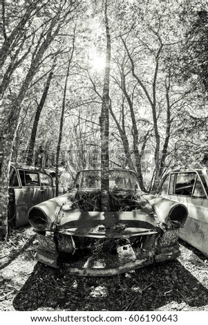 Black and white picture of the cars turned into wrecks deep in swedish forests. The nature is slowly taking control.
