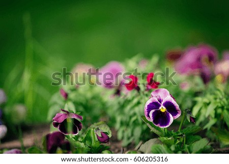 Close up pansies at the garden