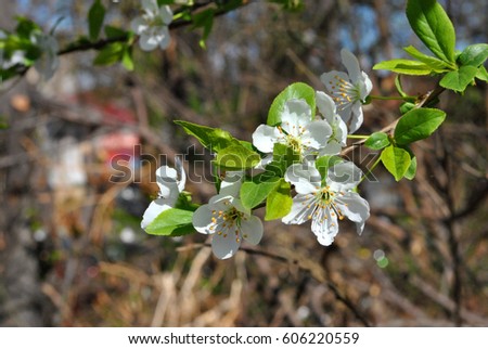 Beautiful white blossom in spring time.