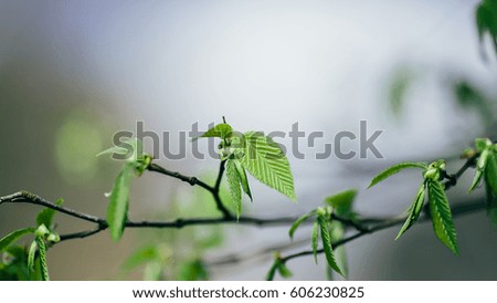Branch of Green Leaves on light background for use as Background or Texture