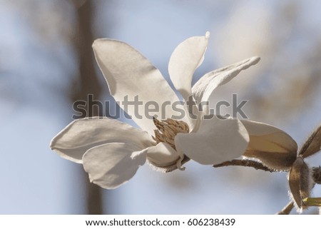 White magnolia flower close-up