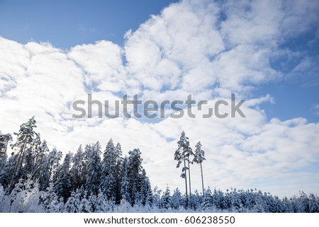 Winter snow in a forest. Lithuania