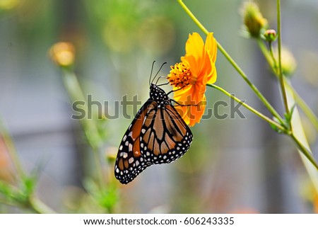 Monarch butterfly on an orange flower with a beautiful background