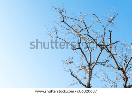 Top of tree without leaf and clear blue sky 