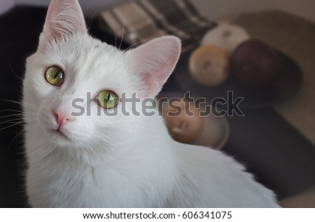 tWhite cat with yellow eyes closeup