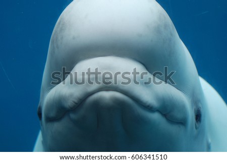 White beluga whale underwater with a grin on his face.