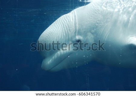 Great look at the profile of a beluga whale underwater. Royalty-Free Stock Photo #606341570