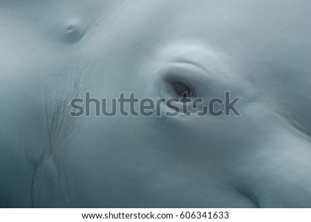 A really close up look at the eye of a beluga whale underwater. Royalty-Free Stock Photo #606341633
