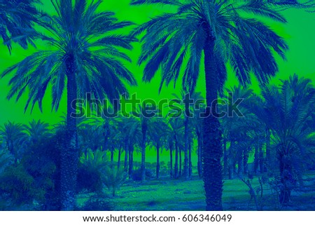 Row of tropic palm trees against green sky.  Silhouette of deep palm trees. Tropic evening landscape. green colored